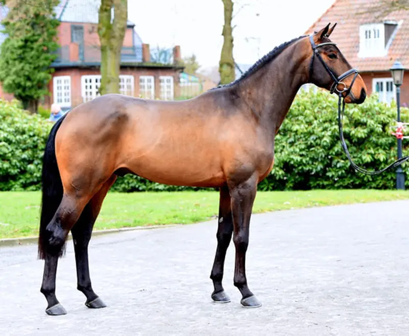 Nederlands succes in Duitse test featured image