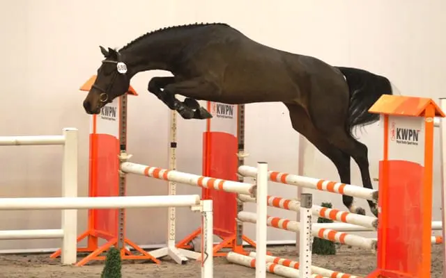 121 springhengsten in totaal naar Den Bosch featured image