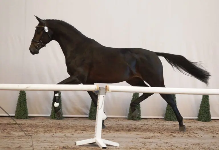 Mooie modellen van Davino V.O.D. in 2e bezichtiging dressuurhengsten featured image