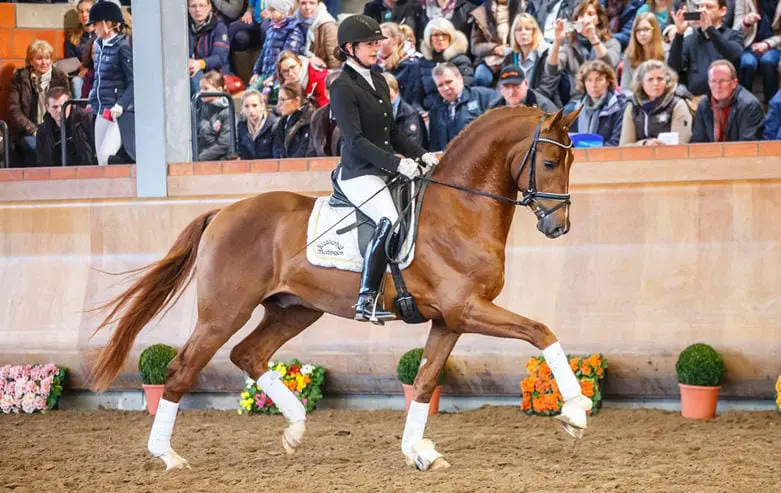 Boston-zoon Borsalino wint ook sporttest featured image