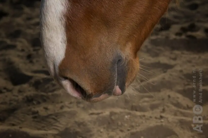 Vraag: Waarom eet mijn paard zand? featured image