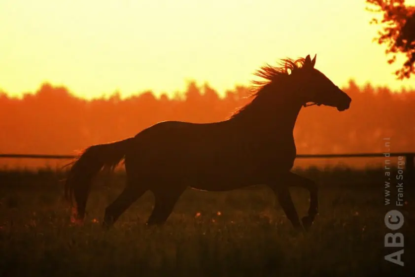Van der Endt krijgt zijn paarden terug featured image