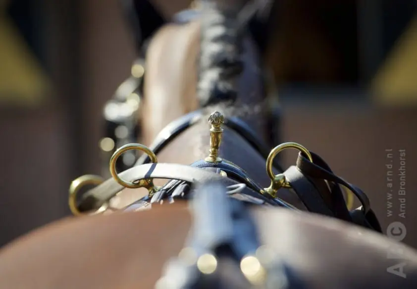 NK enkelspan op zoek naar nieuwe locatie featured image