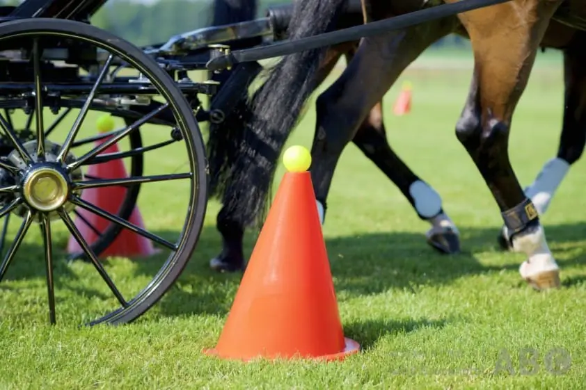 Elf KNHS-kampioenen samengesteld mennen gehuldigd in Neerijnen featured image