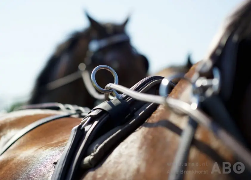 Nederlandse jeugd succesvol bij EK Mennen in Selestat featured image