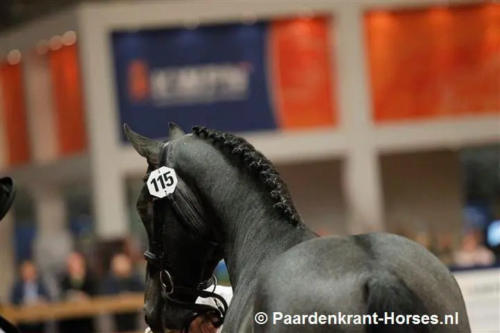 Moet het KWPN dekken met jonge hengsten aantrekkelijker maken? featured image