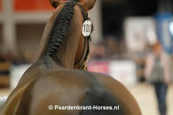 KWPN wijzigt selectiereglement hengsten featured image