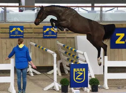 Vijftien hengsten goedgekeurd op Z-keuring in Deauville featured image