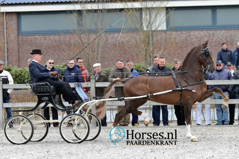 Hanneke van Wessel Nederlands dameskampioen eenspannen featured image