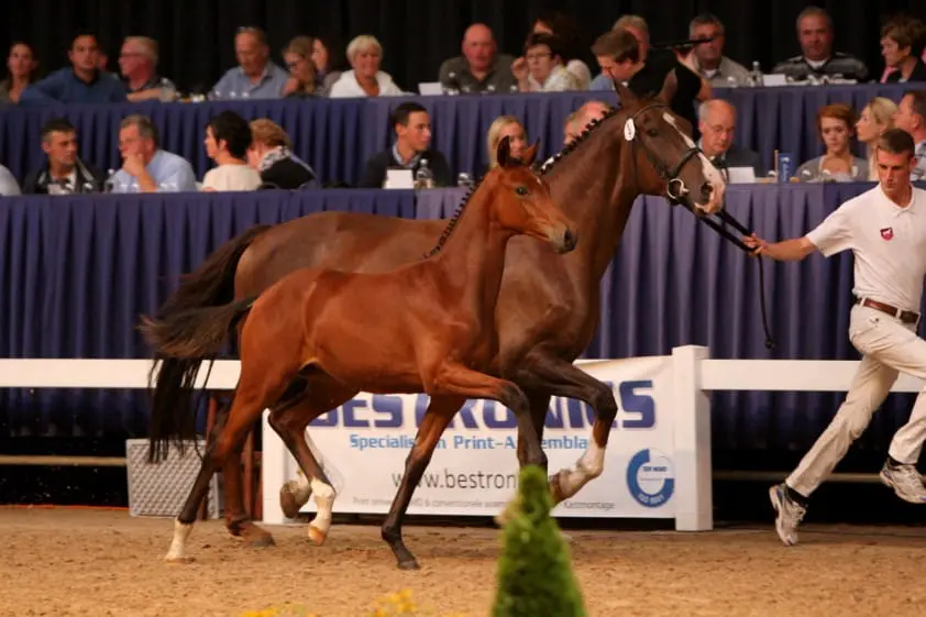 SELL Veulenveiling en Future Sport Horse Sales werken samen featured image