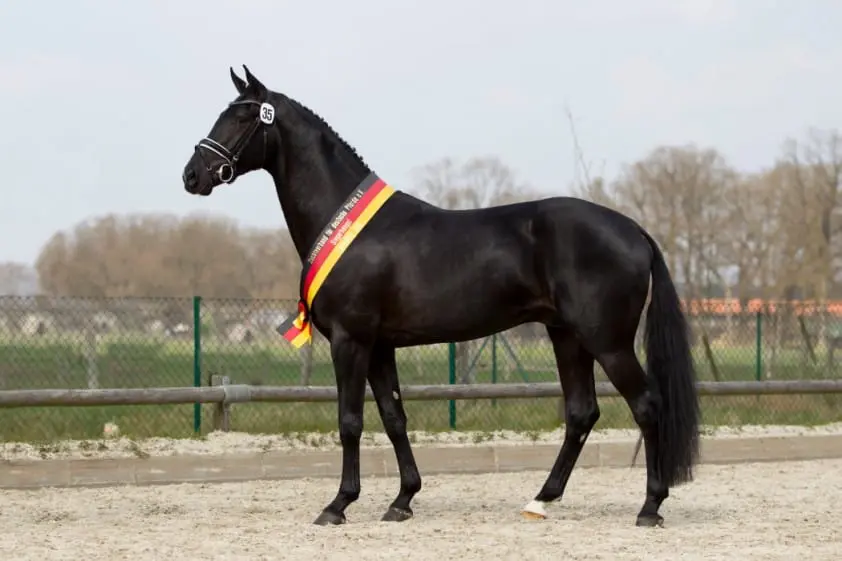ZfdP-kampioenen van Don Schufro en Numero Uno featured image