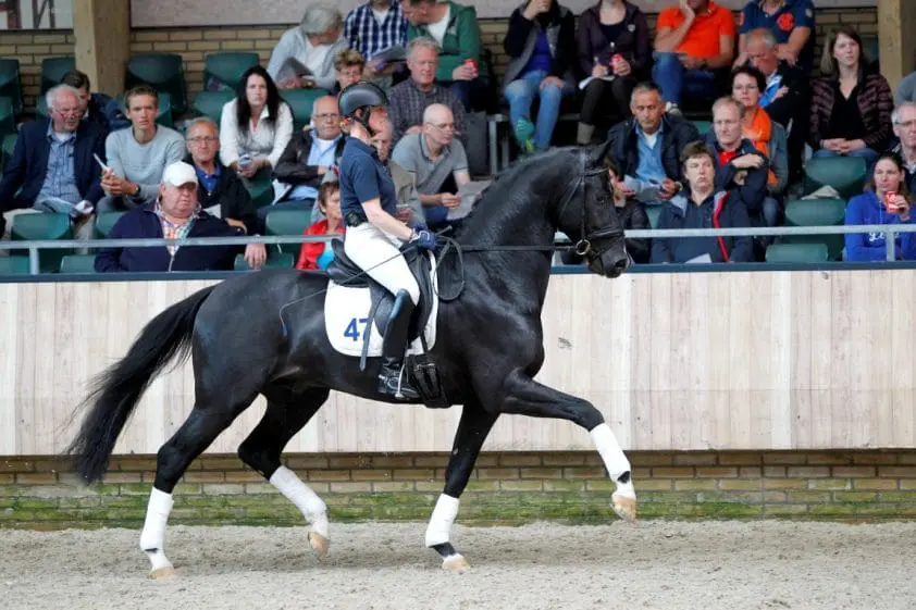 Vijf hengsten ingeschreven met genoomfokwaarde van onder 95 featured image