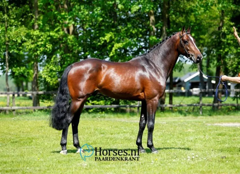 Chapeau en Four Legends zaterdag geweerd van verrichtingsexamen featured image