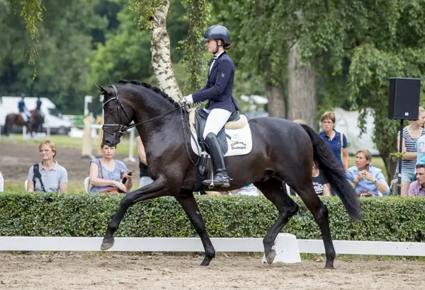 Vier Helium-nakomelingen via Trakehner Bundesturnier naar Bundeschampionate featured image