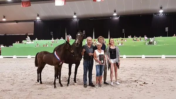 Het duurste merrieveulen L'Arieta Texel (v. Ferdinand) - Foto: Facebook Veulenveiling Borculo