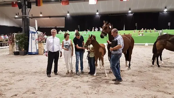 35.000 euro voor hengstveulen van For Romance I featured image