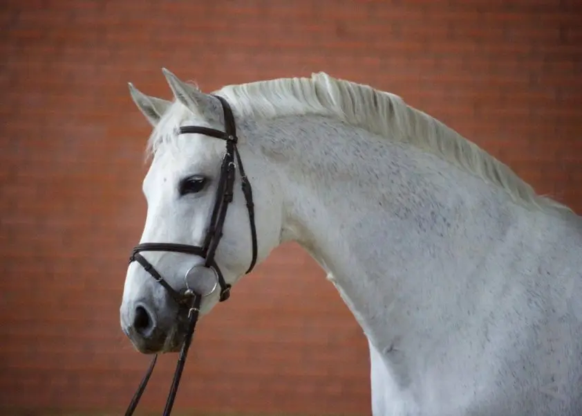 29.000 euro voor Cornet Obolensky x For Pleasure op Belgian Foal Auction featured image