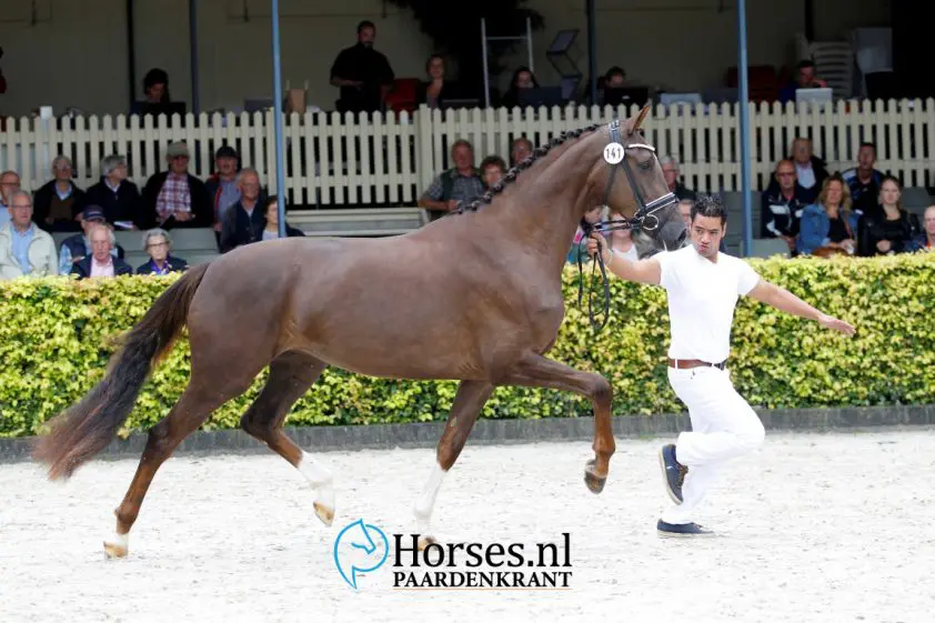 Irabel, Ho Timeless Good R-E en Hind V winnen Noord-Holland Cup featured image