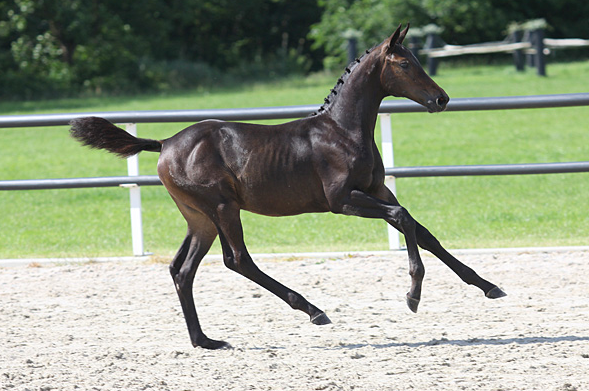 31.000 euro voor dressuur- én springtopper op Starsale featured image