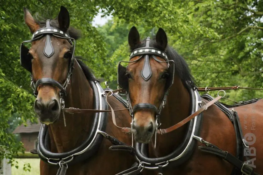 Partij voor de Dieren wil verbod op koetspaarden Amsterdam featured image