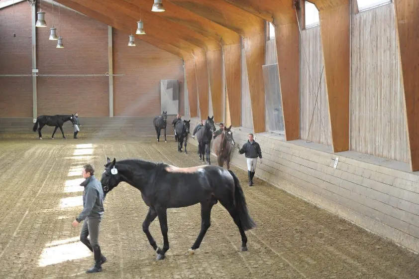 Lemberger-zoon beste hengst in Adelheidsdorf featured image