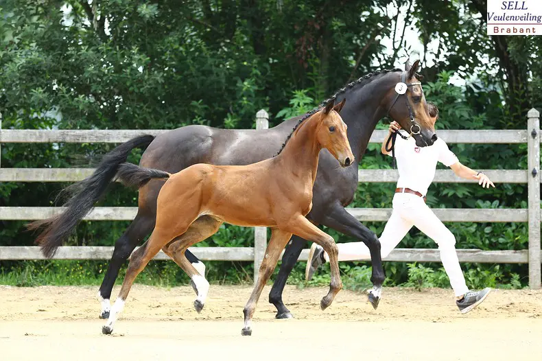 SELL: 24.000 euro voor Henkie-dochter LaFeniz Texel featured image