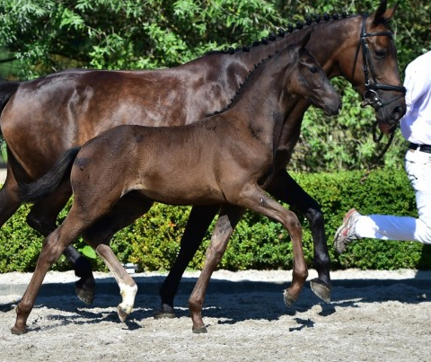 27.000 euro voor El Capone-zoon Legend featured image