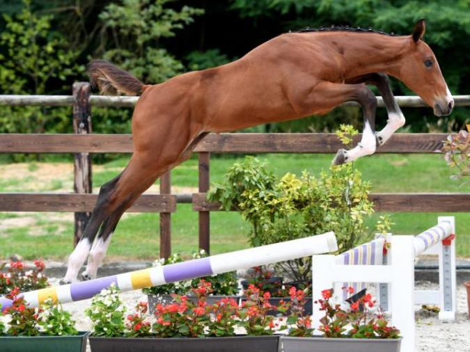 Darco-zoon topper in Belgian Foal Auction featured image