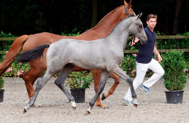 Lord Cornet (v. Cornet Obolensky) - Foto: Veulenveiling Prinsjesdag