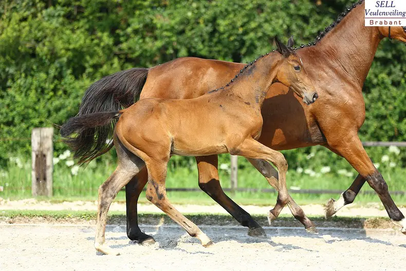 Enelkey SR (v. Eldorado van de Zeshoek)