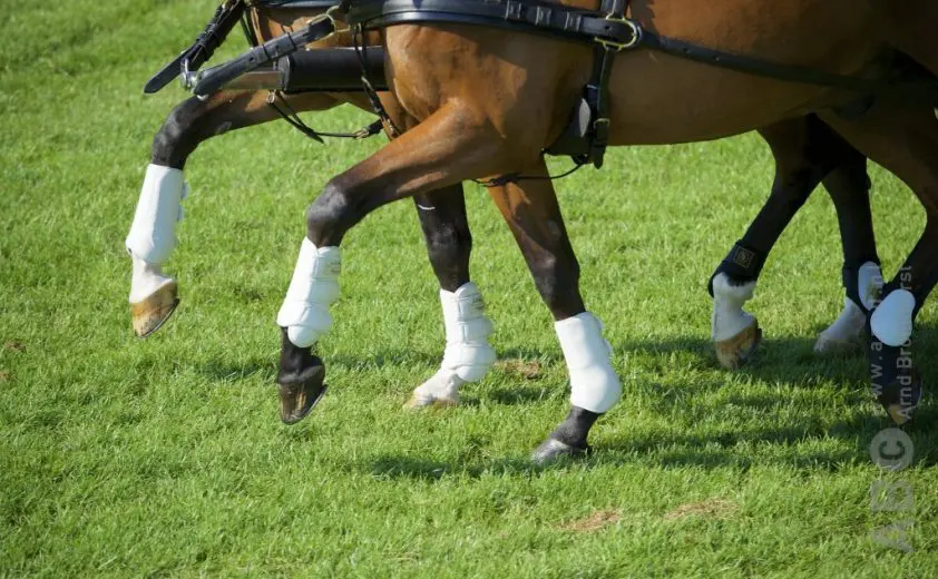 WK Tweespannen paarden: Martin Hölle goud, Erik Evers brons featured image