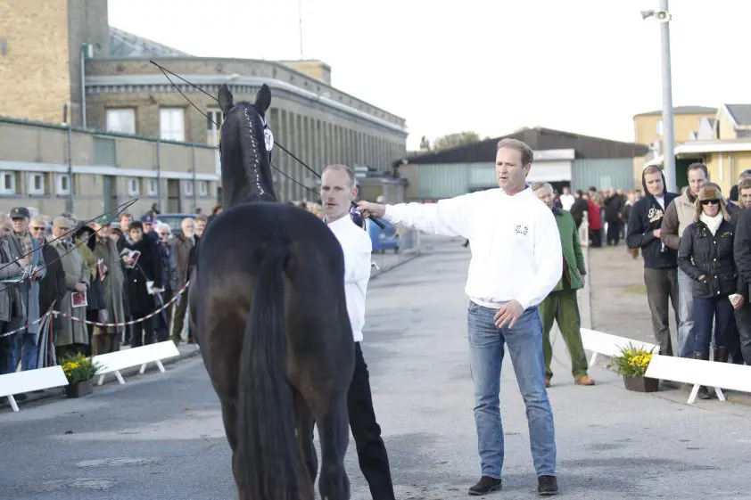 Joop van Uytert gehuldigd op Trakehner keuring featured image