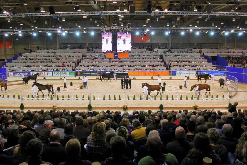 Overzichtspagina KWPN Hengstenkeuring 2020 featured image
