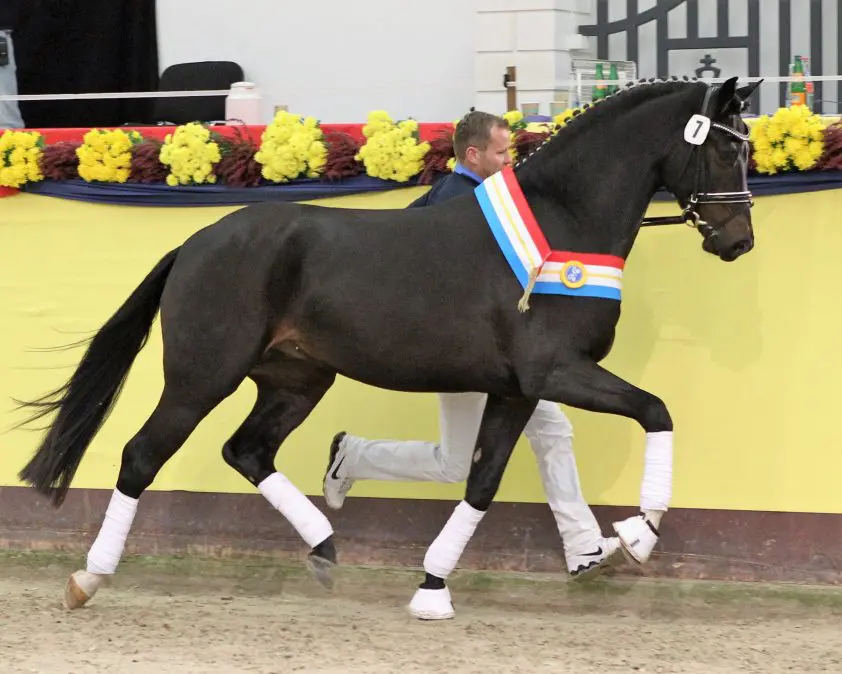 Video-terugblik Mecklenburger keuring featured image