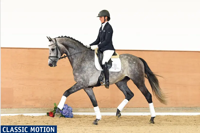 Dressuurpaard Classic Motion duurste op Holsteiner veiling featured image