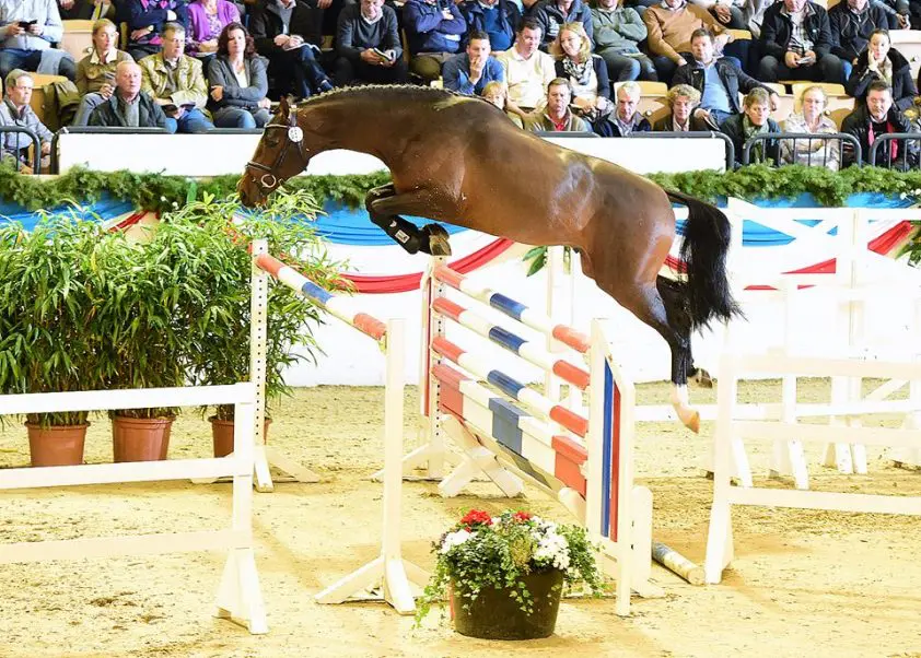 HK Holstein: Merendeel hengsten blijft in Duitsland featured image