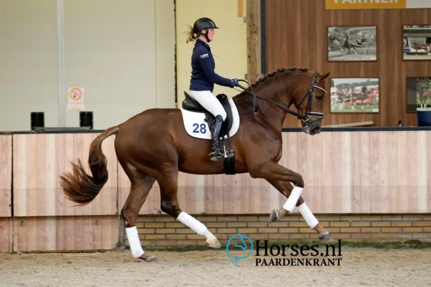 Cat. nr 28 Iconic (Bon Bravour x Jazz). Foto: Paardenkrant-Horses.nl/Melanie Brevink
