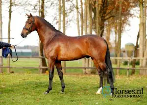 Cat.nr.36: Iverniss (Everdale x Johnson). Foto: Paardenkrant-Horses.nl/Melanie Brevink