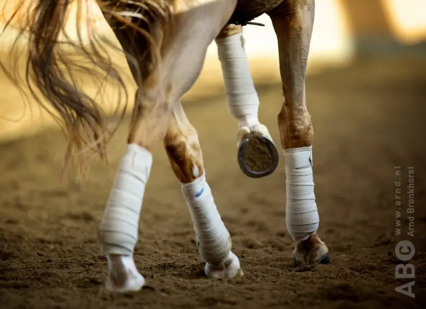 Jill Bogers naar 71,4% in landenwedstrijd pony’s featured image