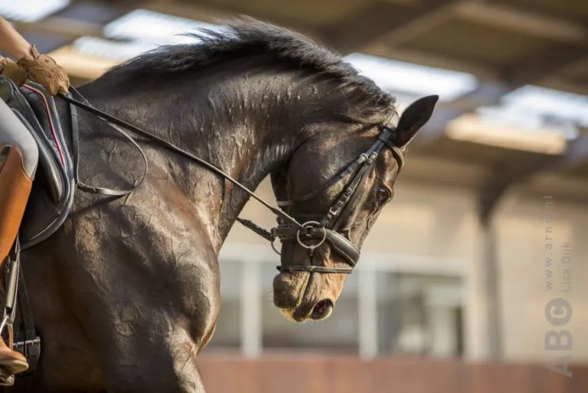 EEF wil mentaliteitsverandering in de paardensport featured image
