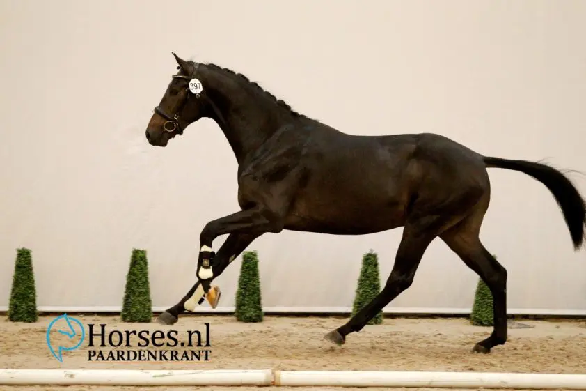 Cat.nr. 397, Desperado x Rousseau. Foto: Paardenkrant-Horses.nl/Melanie Brevink-van Dijk