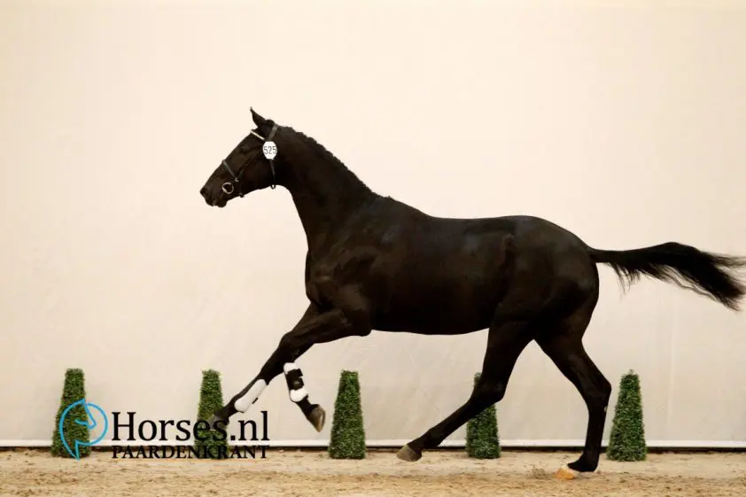 Cat.nr. 525, Millennium x Faustinus. Foto: Paardenkrant-Horses.nl/Melanie Brevink-van Dijk