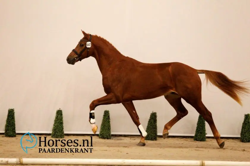 Cat.nr. 547, Rousseau x Apache. Foto: Paardenkrant-Horses.nl/Melanie Brevink-van Dijk