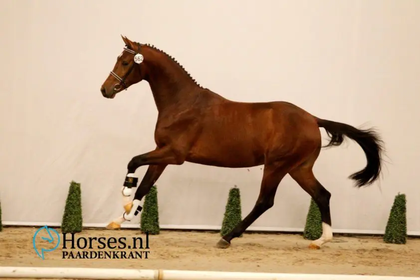 Cat.nr. 562, Uthopia x UB40. Foto: Paardenkrant-Horses.nl/Melanie Brevink-van Dijk