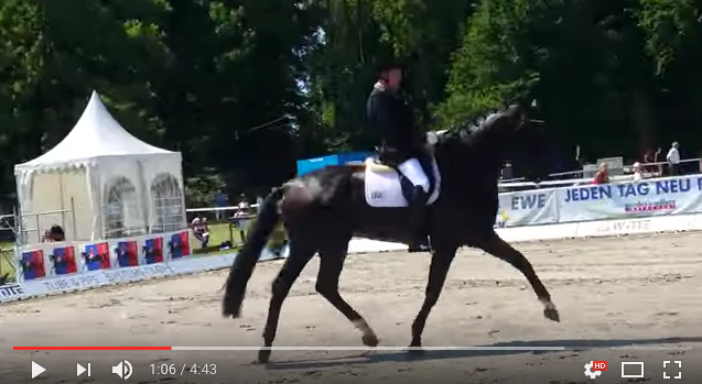 Nieuw paard voor Sanneke Rothenberger featured image