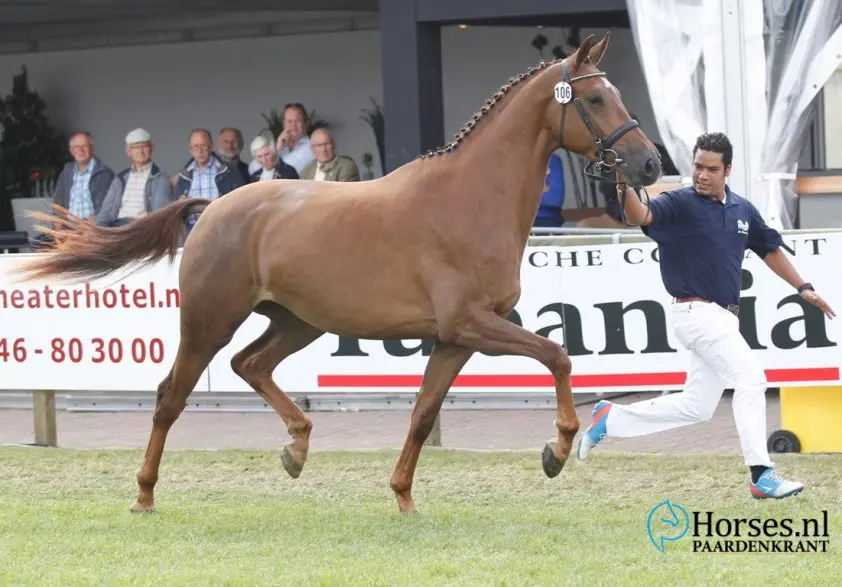 Halfzus Scandic Inoraline W scoort 85,5 op IBOP featured image