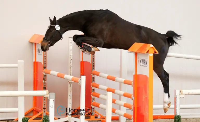 201-montender-x-radisson-van-fokker-e-kuijper-en-eigenaar-r-huybregts