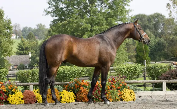 Sir Sinclair schrijft geschiedenis op Dressage at Devon featured image