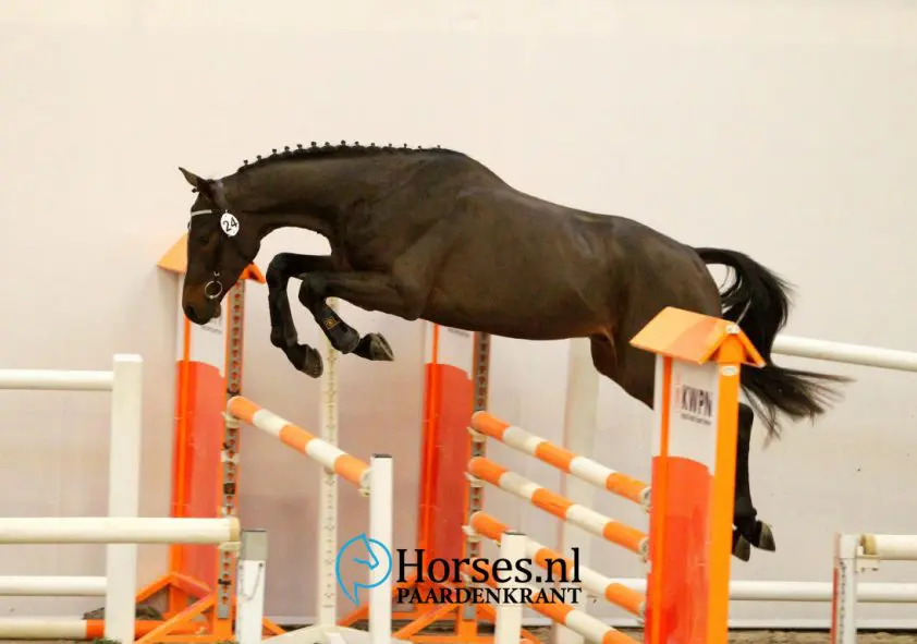 cat-nr-24-arezzo-x-indorado