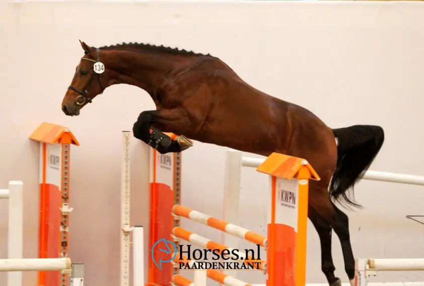 cat-nr-134-entertainer-x-vittorio